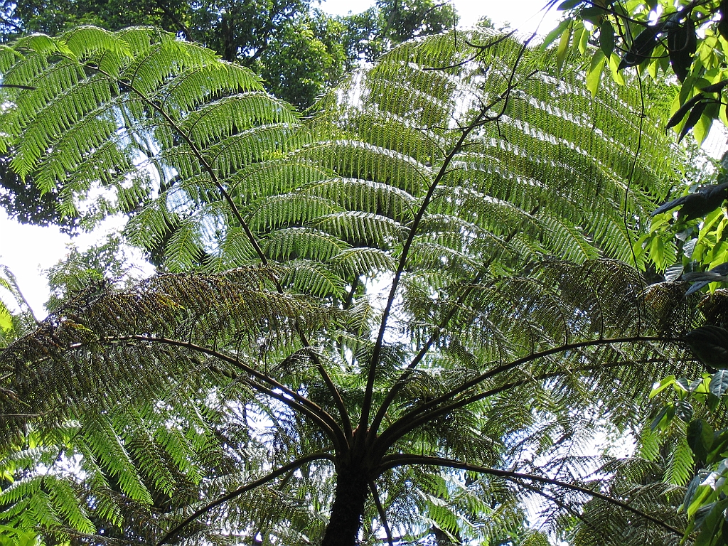 CairnsTC410 Millaa Millaa Falls.jpg